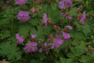 Geranium x  cantabrigiense 'Cambridge' bestellen